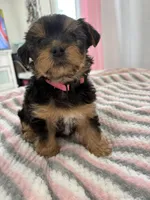 Cheechee, a female Yorkshire Terrier for sale in Middletown, NY – Photo 2 of 2