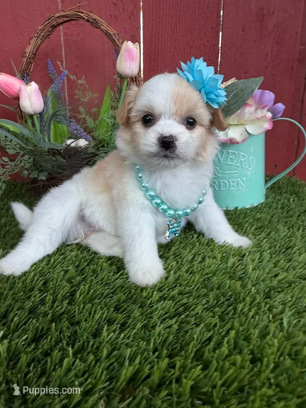 Barbie – Maltipoo puppy for sale in Euless, TX