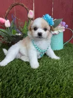 Barbie, a female Maltipoo for sale in Euless, TX – Photo 1 of 4