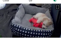 Barbie, a female Maltipoo for sale in Euless, TX – Photo 3 of 4