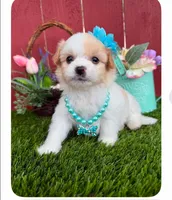 Barbie, a female Maltipoo for sale in Euless, TX – Photo 4 of 4