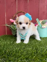 Barbie, a female Maltipoo for sale in Euless, TX – Photo 2 of 4