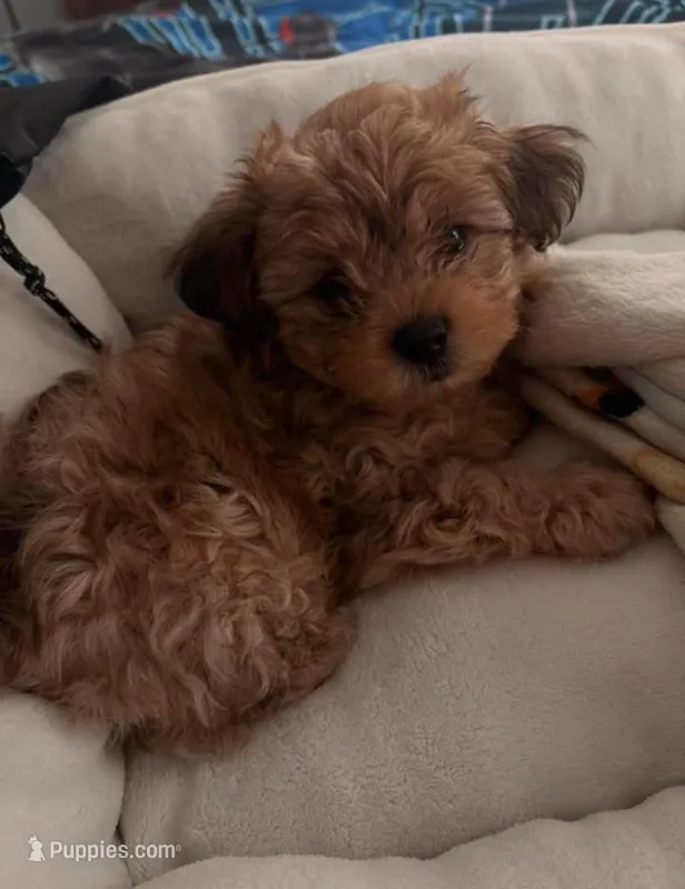 Hazel  – Yorkipoo puppy for sale in Hartford, CT