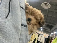 Hazel , a female Yorkipoo for sale in Hartford, CT – Photo 2 of 3