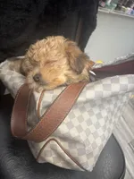 Hazel , a female Yorkipoo for sale in Hartford, CT – Photo 3 of 3