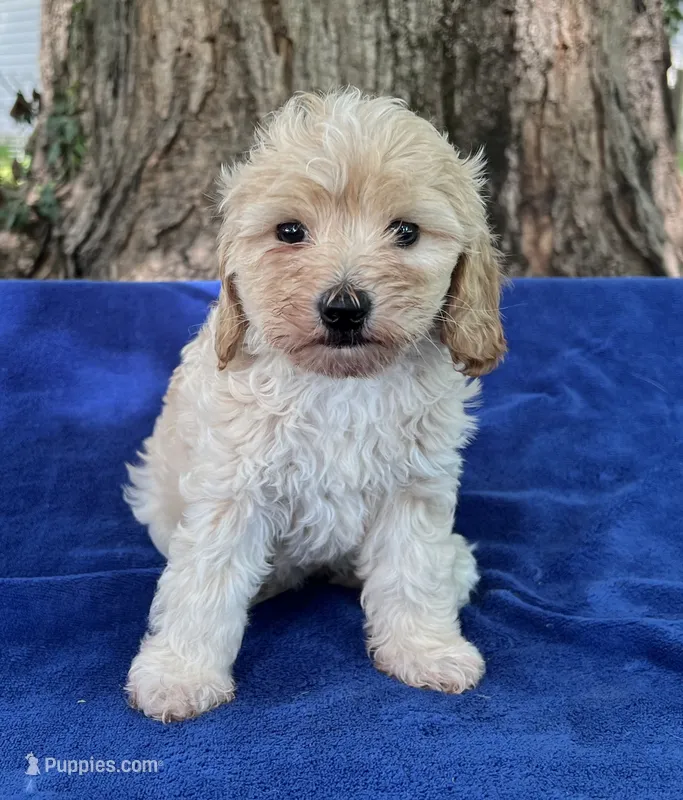 Toby - mini – Miniature Goldendoodle puppy for sale in Shelbyville, IN