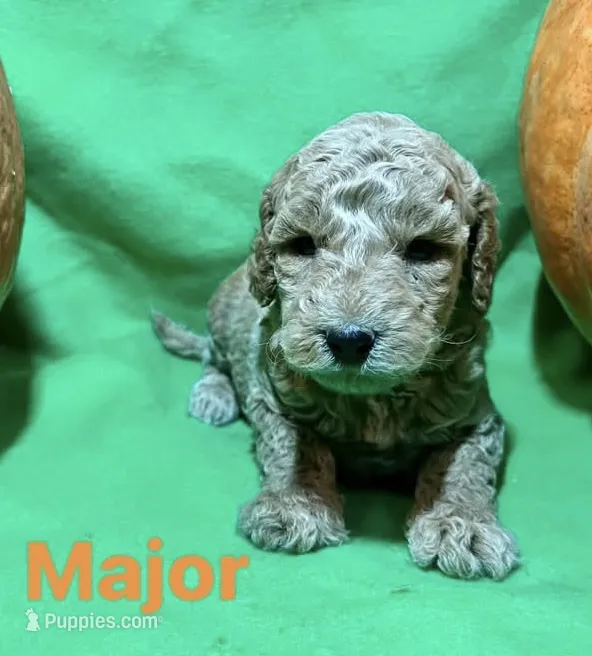 Major – Miniature Goldendoodle puppy for sale in Shelbyville, IN