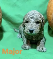 Major, a male Miniature Goldendoodle for sale in Shelbyville, IN – 1 of 1