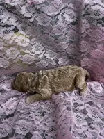 Dolly, a female Miniature Goldendoodle for sale in Shelbyville, IN – 4 of 4