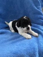 Oreo, a male Miniature Goldendoodle for sale in Shelbyville, IN – 1 of 3