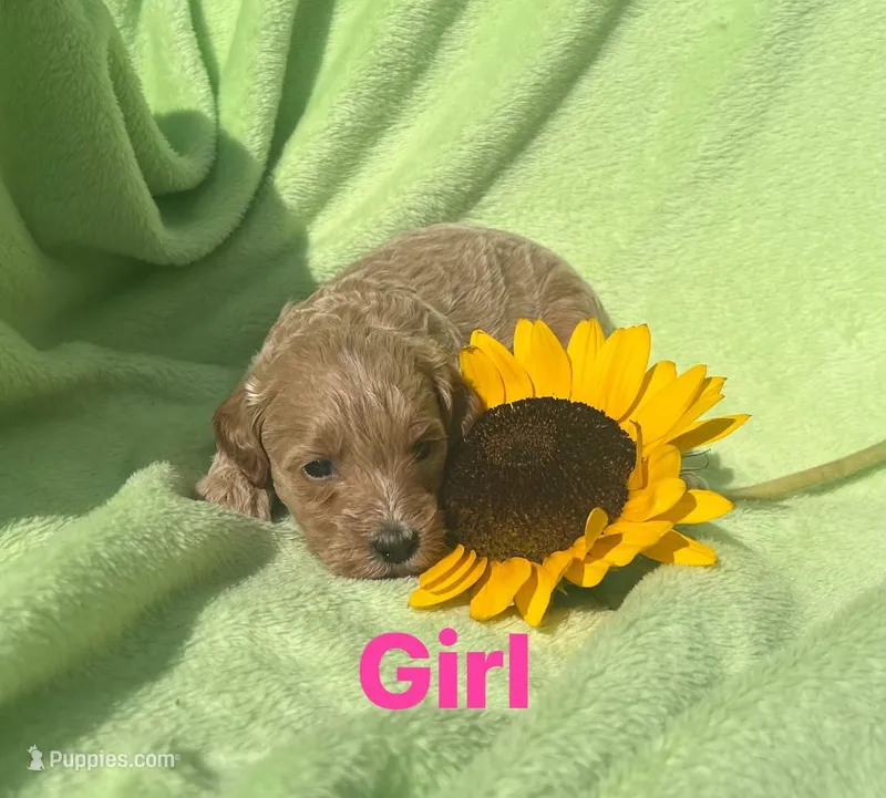 Sally -mini – Miniature Goldendoodle puppy for sale in Shelbyville, IN