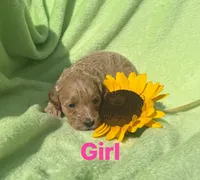 Sally -mini, a female Miniature Goldendoodle for sale in Shelbyville, IN – 1 of 1