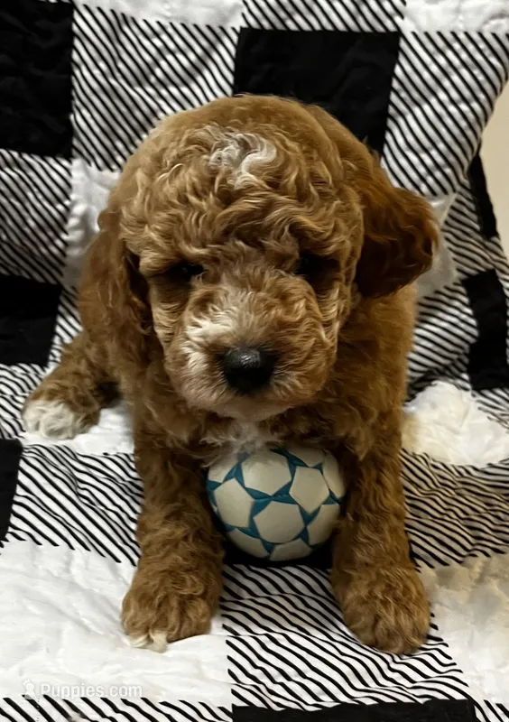 Rusty – Miniature Goldendoodle puppy for sale in Shelbyville, IN