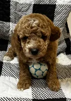 Rusty, a male Miniature Goldendoodle for sale in Shelbyville, IN – 1 of 2