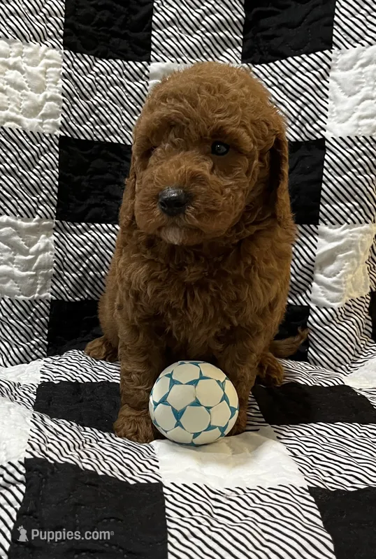 Red  – Miniature Goldendoodle puppy for sale in Shelbyville, IN