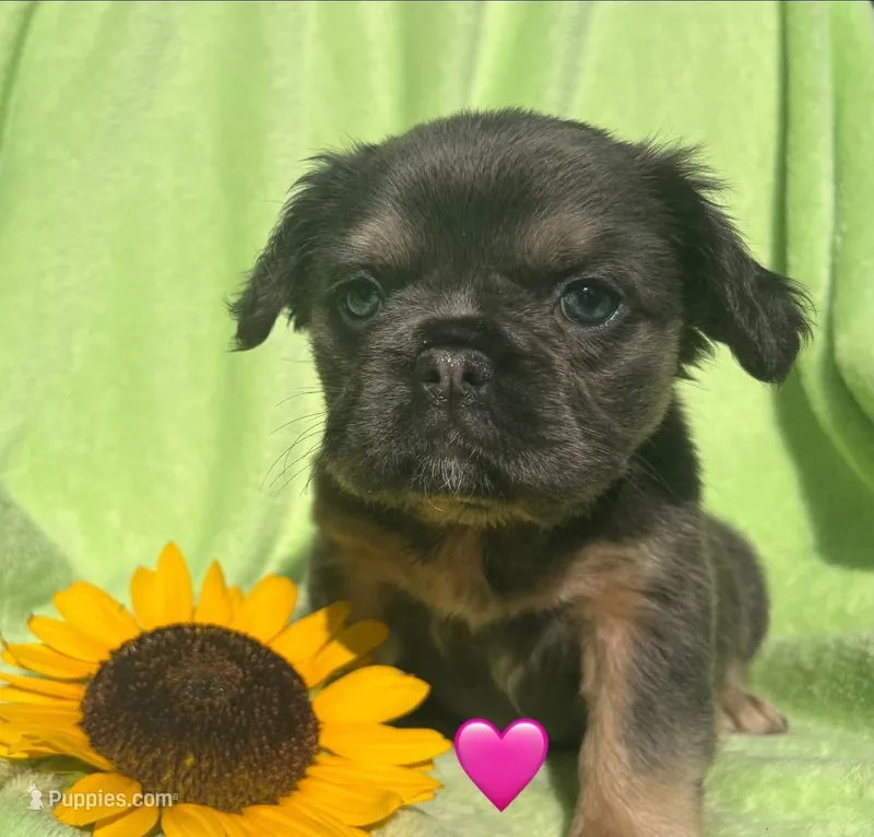 Azure fluffy – French Bulldog puppy for sale in Shelbyville, IN