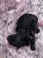 Diva, a female Miniature Goldendoodle for sale in Shelbyville, IN – 1 of 2