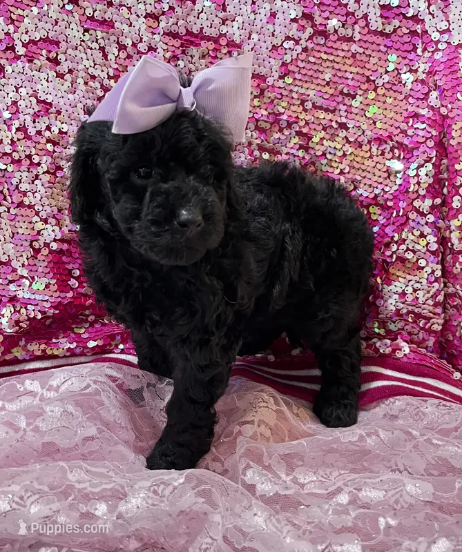 Diva – Miniature Goldendoodle puppy for sale in Shelbyville, IN