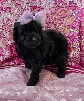 Diva, a female Miniature Goldendoodle for sale in Shelbyville, IN – 1 of 3