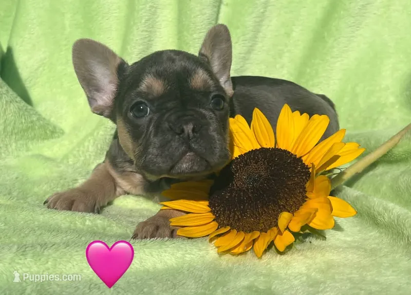 Indigo – French Bulldog puppy for sale in Shelbyville, IN