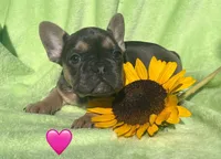 Indigo AKC, a female French Bulldog for sale in Shelbyville, IN – 1 of 1
