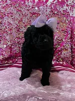 Diva, a female Miniature Goldendoodle for sale in Shelbyville, IN – 3 of 3