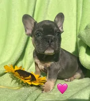 Sapphire AKC , a female French Bulldog for sale in Shelbyville, IN – 1 of 1