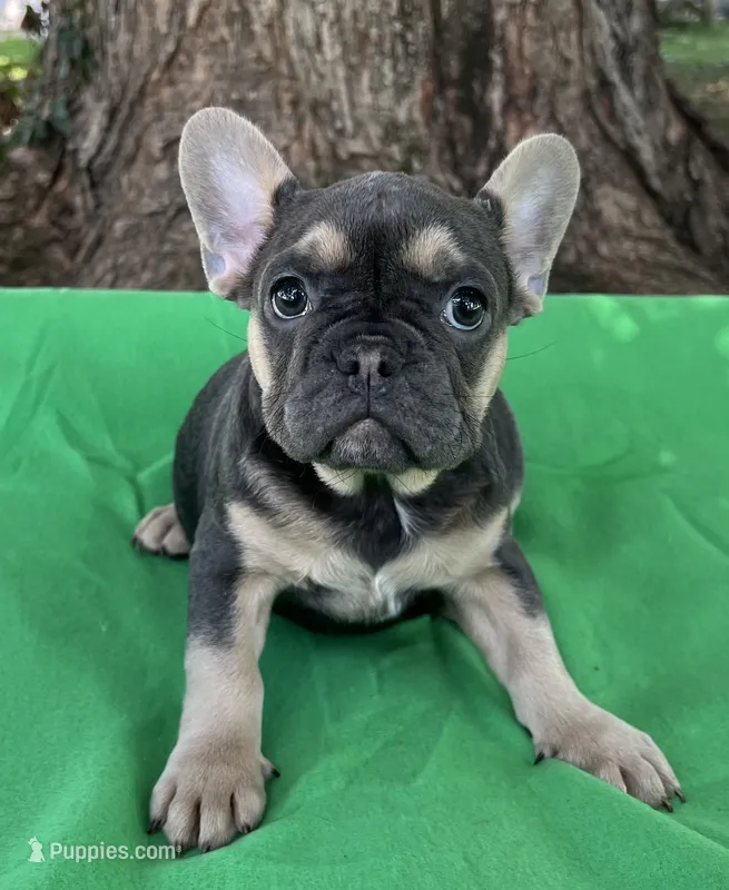 Indigo AKC – French Bulldog puppy for sale in Shelbyville, IN