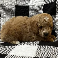 Rusty, a male Miniature Goldendoodle for sale in Shelbyville, IN – 2 of 2