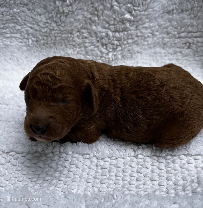 Red  – Miniature Goldendoodle puppy for sale in Shelbyville, IN