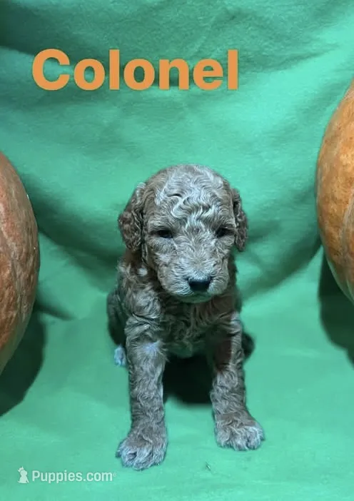 Colonel – Miniature Goldendoodle puppy for sale in Shelbyville, IN