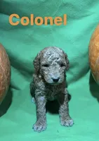 Colonel, a male Miniature Goldendoodle for sale in Shelbyville, IN – 1 of 1