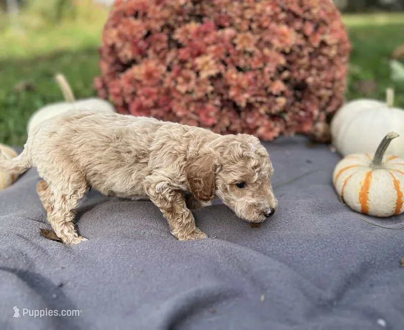 Captain  – Miniature Goldendoodle puppy for sale in Shelbyville, IN
