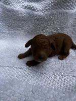 Red , a male Miniature Goldendoodle for sale in Shelbyville, IN – 3 of 3