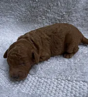 Red , a male Miniature Goldendoodle for sale in Shelbyville, IN – 2 of 3