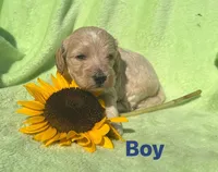 Toby - mini, a male Miniature Goldendoodle for sale in Shelbyville, IN – 1 of 1