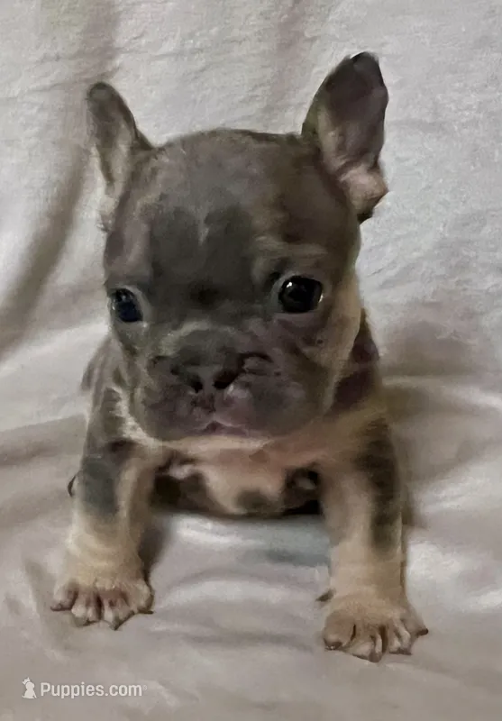 Sapphire – French Bulldog puppy for sale in Shelbyville, IN