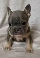Sapphire, a female French Bulldog for sale in Shelbyville, IN – 1 of 1