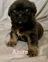 Azure fluffy, a female French Bulldog for sale in Shelbyville, IN – 1 of 1
