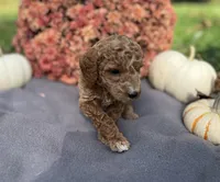 Sally , a female Miniature Goldendoodle for sale in Shelbyville, IN – 1 of 1