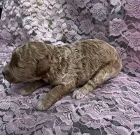 Dolly, a female Miniature Goldendoodle for sale in Shelbyville, IN – 2 of 4
