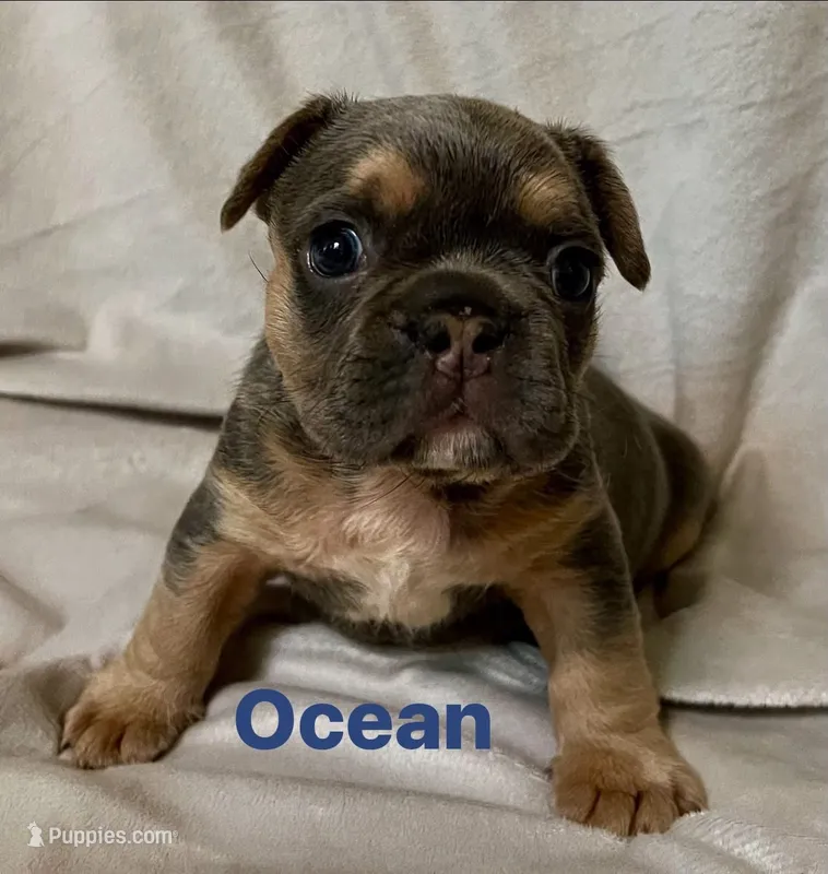 Ocean – French Bulldog puppy for sale in Shelbyville, IN