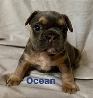 Ocean, a male French Bulldog for sale in Shelbyville, IN – 1 of 1