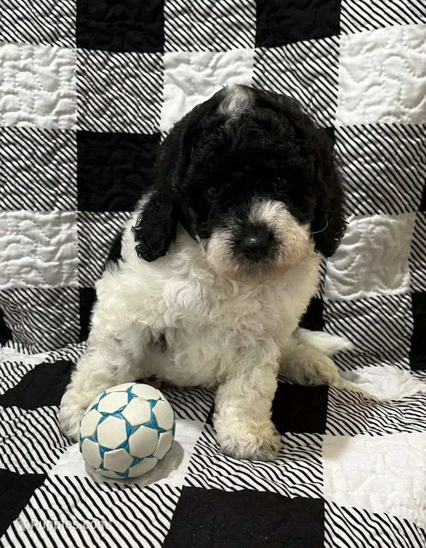 Tri- Cooper  – Miniature Goldendoodle puppy for sale in Shelbyville, IN