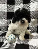 Tri- Cooper , a male Miniature Goldendoodle for sale in Shelbyville, IN – 1 of 3