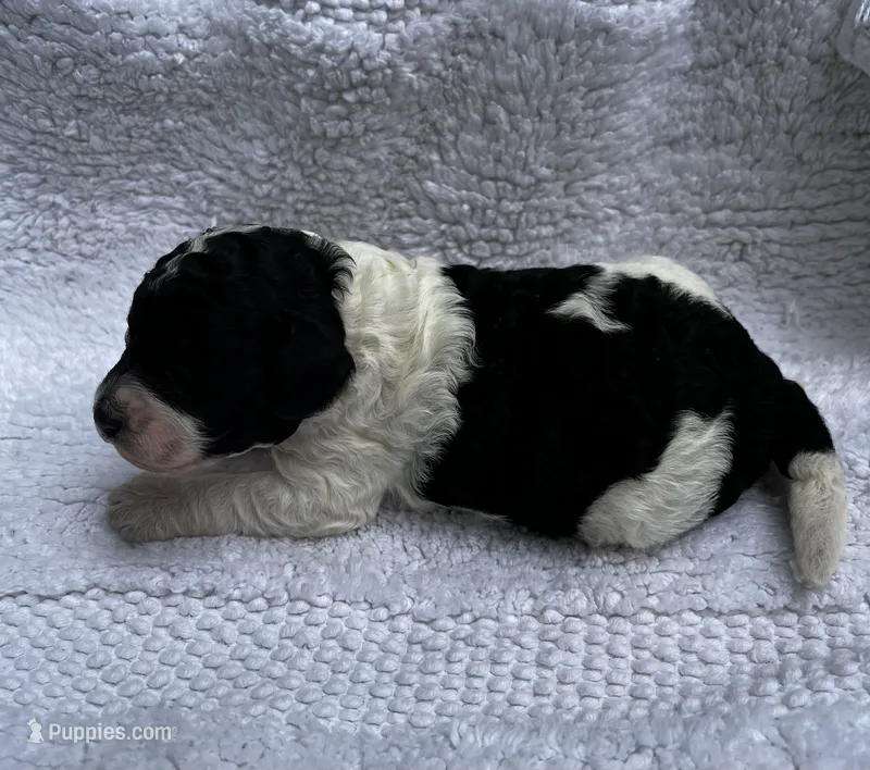 Snoopy – Miniature Goldendoodle puppy for sale in Shelbyville, IN