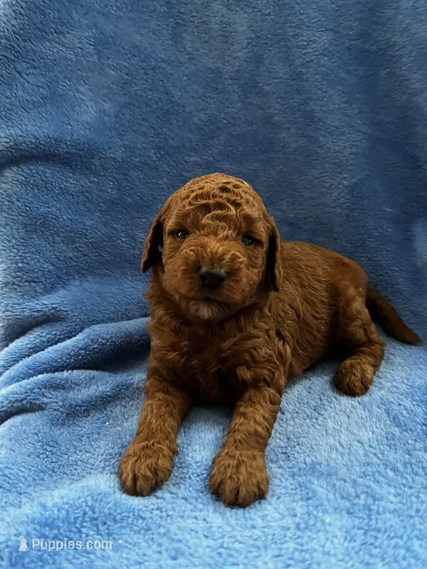 Red  – Miniature Goldendoodle puppy for sale in Shelbyville, IN