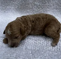 Rusty, a male Miniature Goldendoodle for sale in Shelbyville, IN – 1 of 1