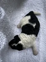 Snoopy, a male Miniature Goldendoodle for sale in Shelbyville, IN – 2 of 2