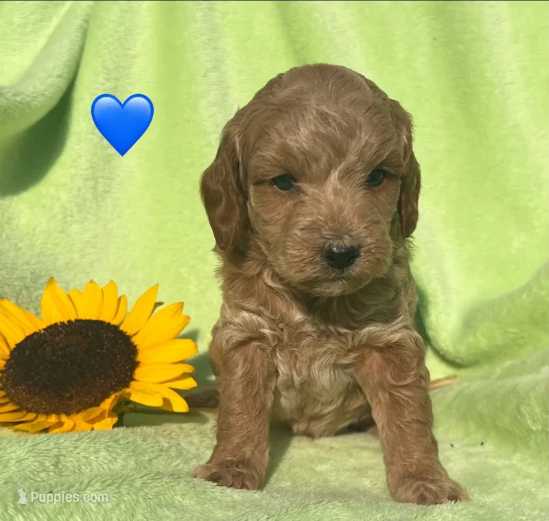 Rusty - mini – Miniature Goldendoodle puppy for sale in Shelbyville, IN